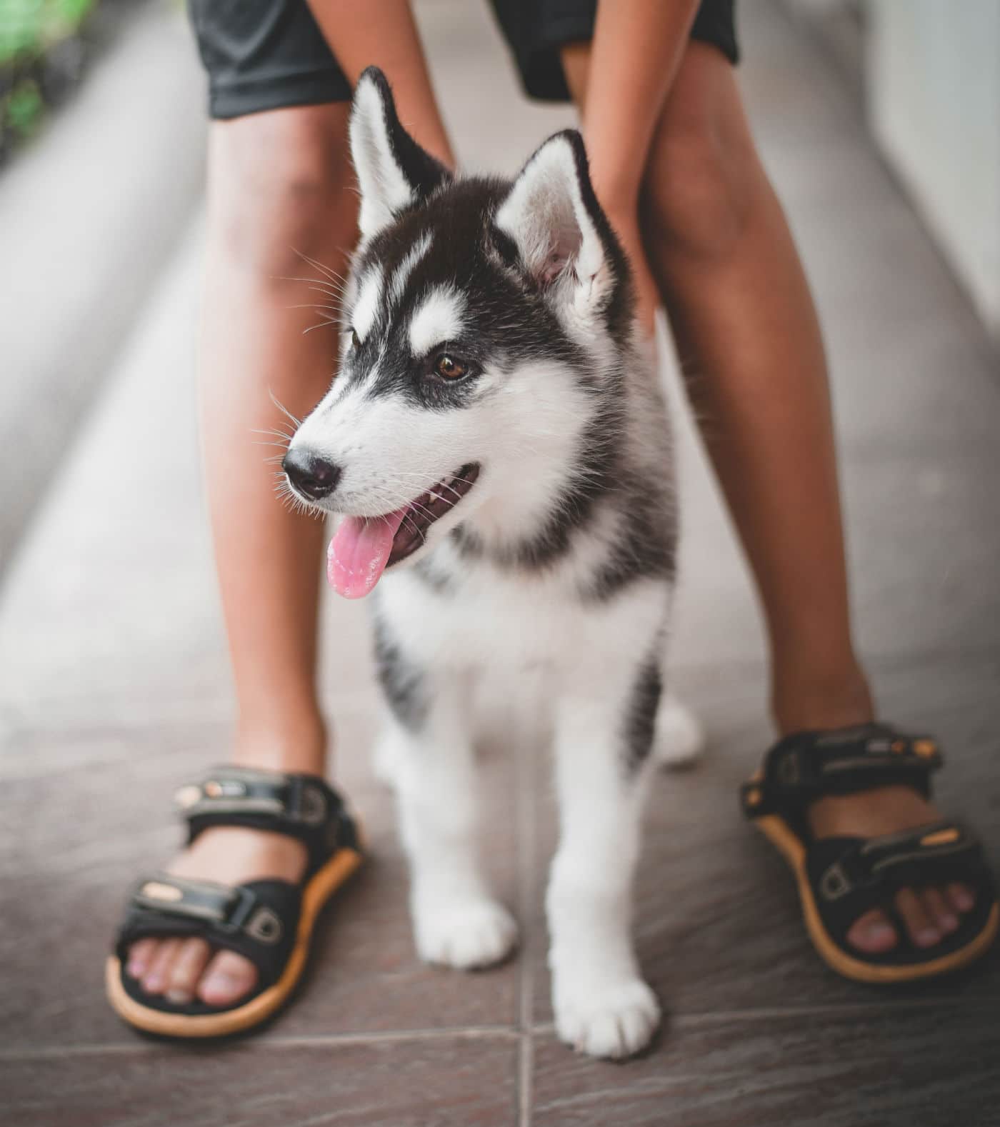 husky and owner