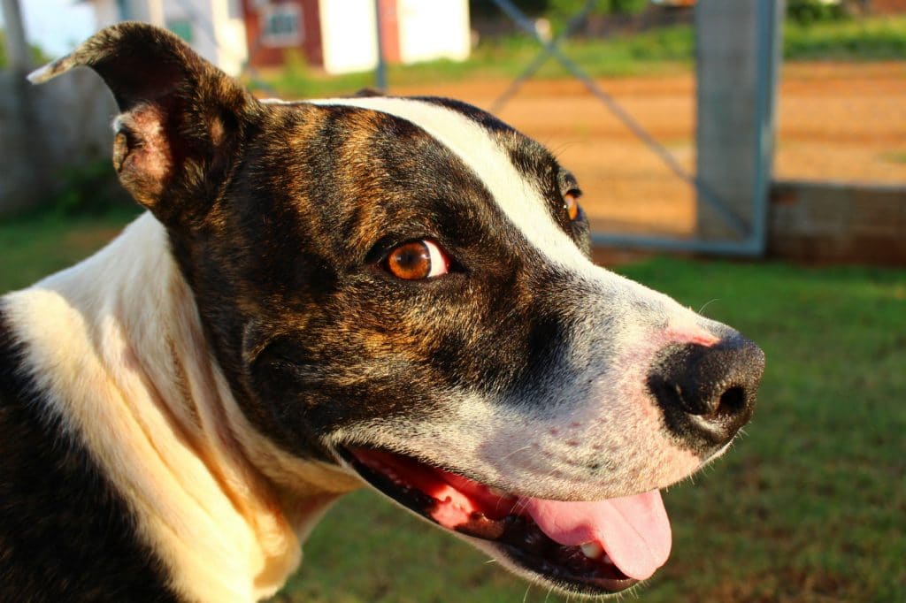 absoluteDOGS - 💡🐾🐶 SPOTLIGHT ON: Pit Bulls and Bully breeds 🐶🐾💡 Pit Bulls and Bully breeds are the descendants of the English Bulldog and were known for their exceptional work ethic and