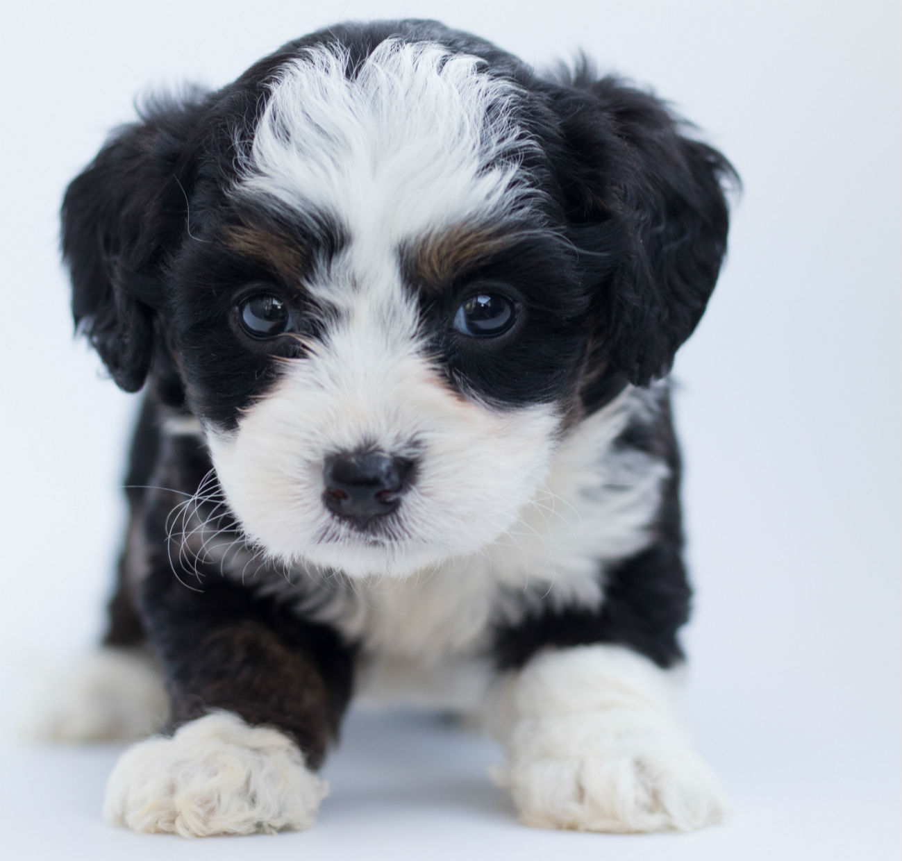 Could Looking at Adorable Puppy Pictures on the Web Actually Make You More Productive?