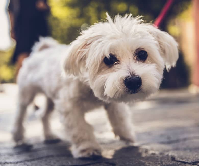 white small dog on walk