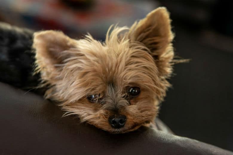 yorkie on couch