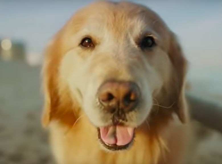 A golden retriever is looking at the camera in a $6 Million Super Bowl Ad to celebrate the dog's life.