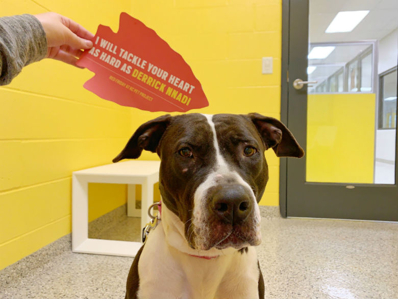 dog at shelter