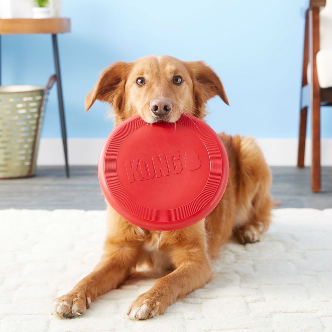 tough dog frisbee