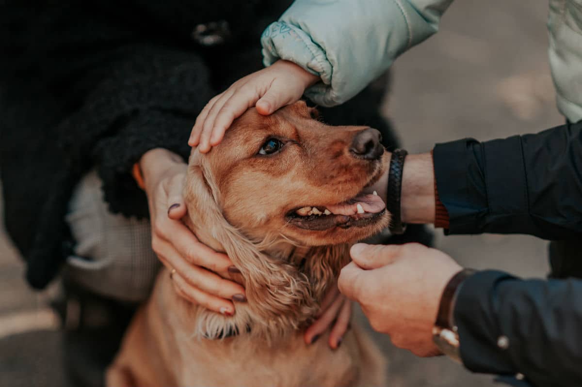 Why Saying Goodbye to a Dog Is So Unbelievably Hard