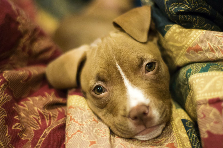 Pit bull puppy