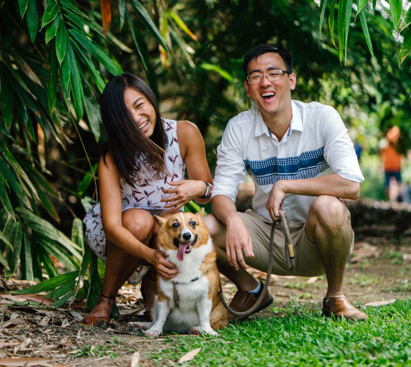 dog corgi couple