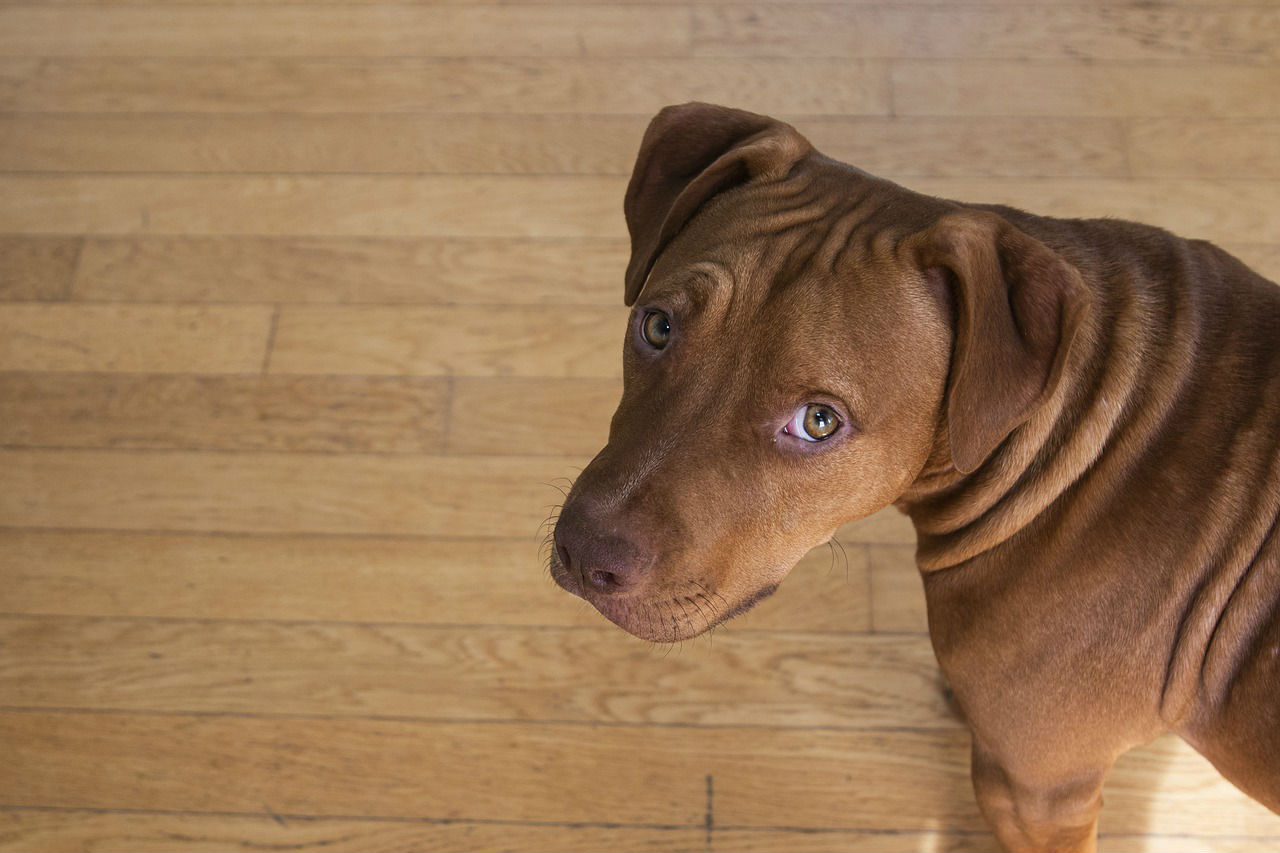 pit bull bully breed 1