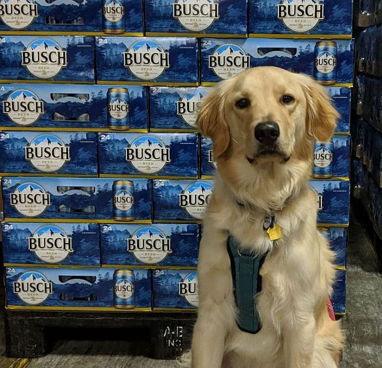 Busch Gives Away 3 Months' Worth of Beer for Those Who Foster or Adopt a Dog