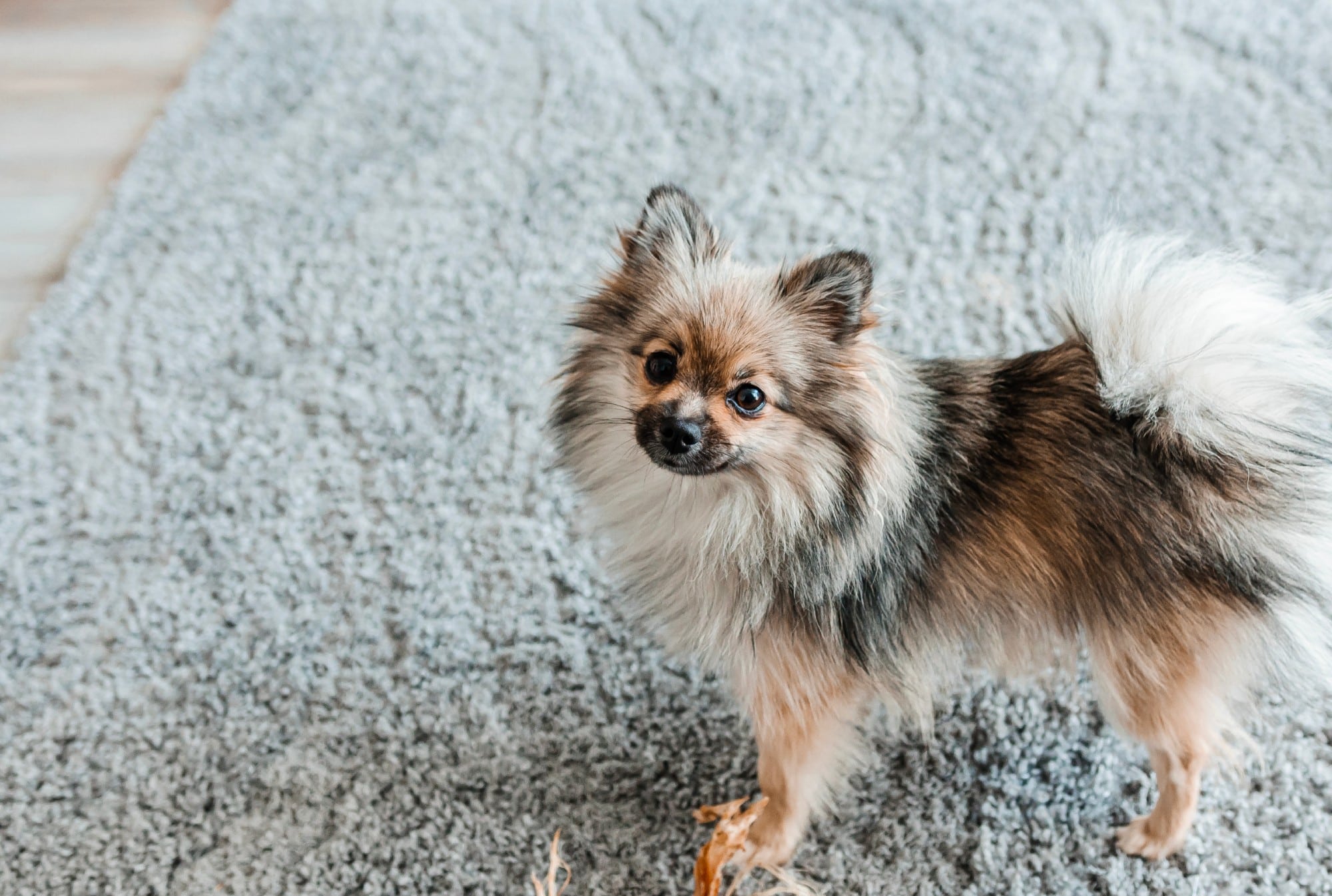 A small Pomeranian dog standing on a rug, near some non-toxic dog cleaners.