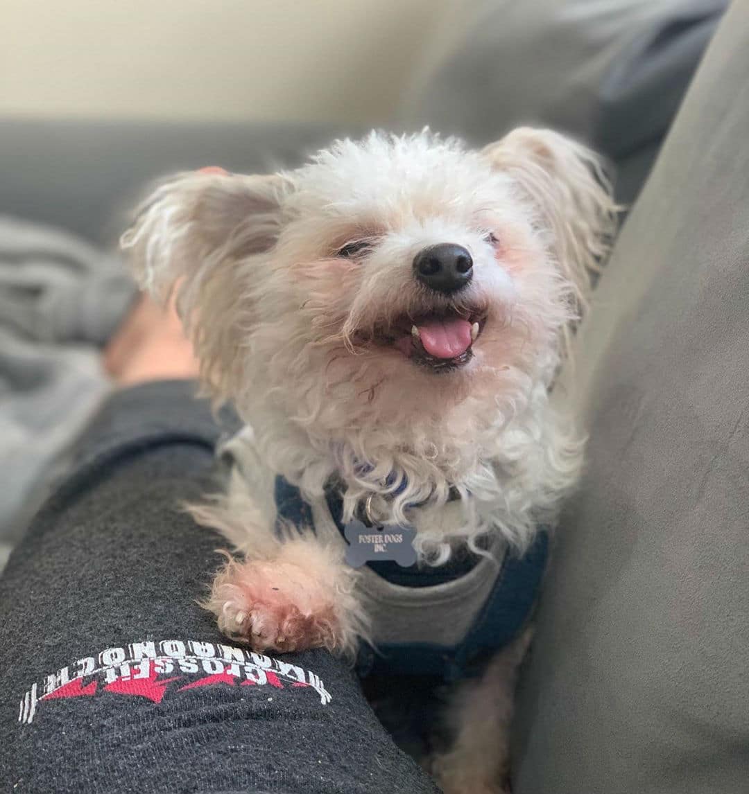 A small white dog enjoying sitting on a person's lap.