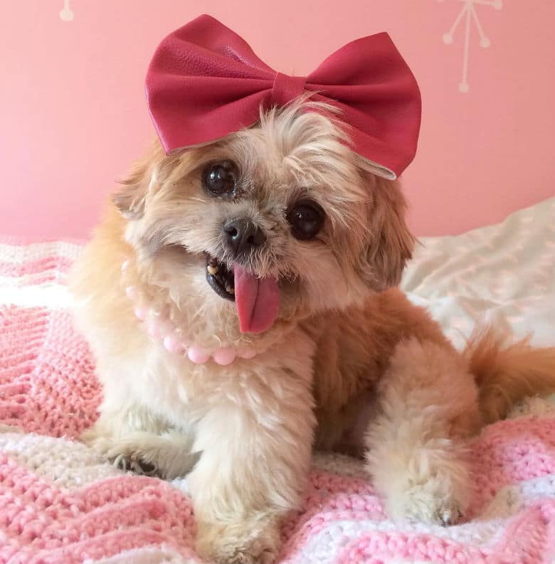 Marnie, the Original Instagram Dog Influencer, Has Passed Away