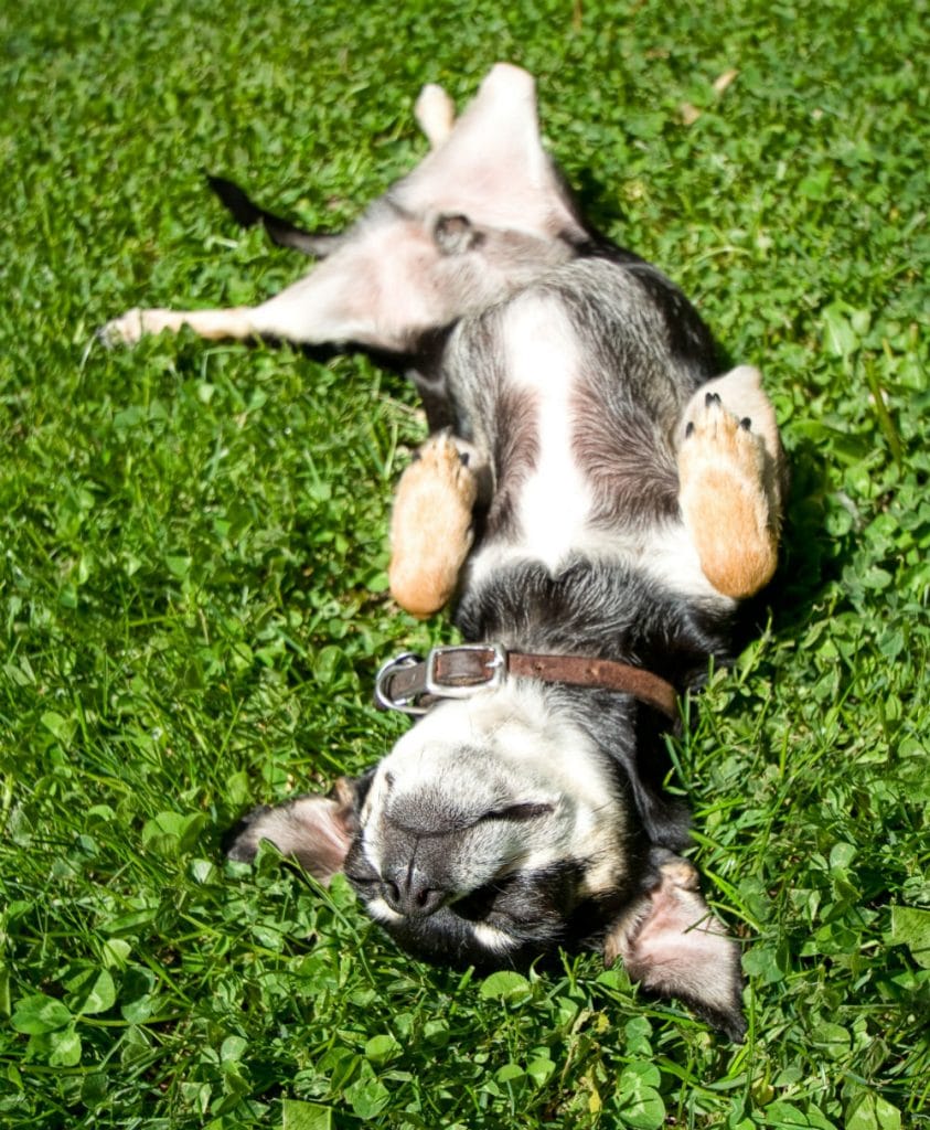 dog allergic to grass remedy