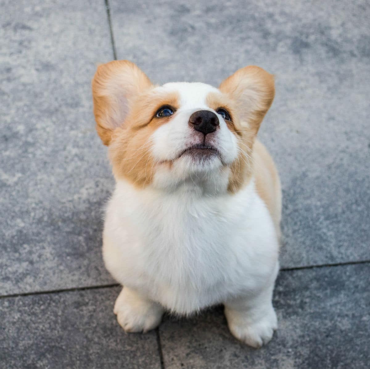 corgi puppy national puppy day