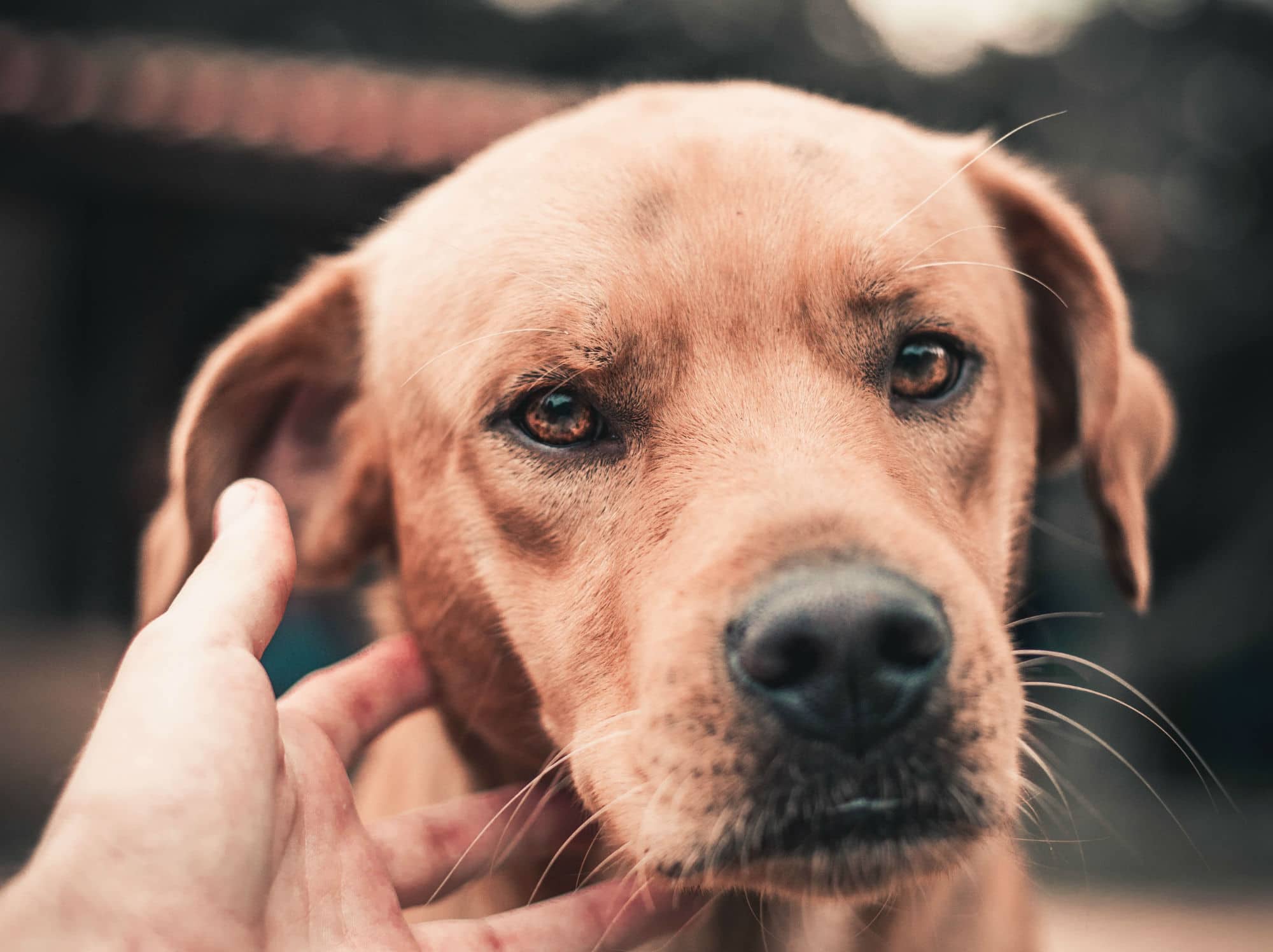 A dog is being petted by a person's hand, ensuring the dog's protection amid the coronavirus pandemic.