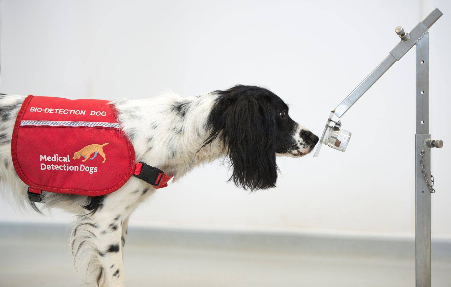 A dog wearing a red vest is trained to sniff out Coronavirus by investigating a metal pole.