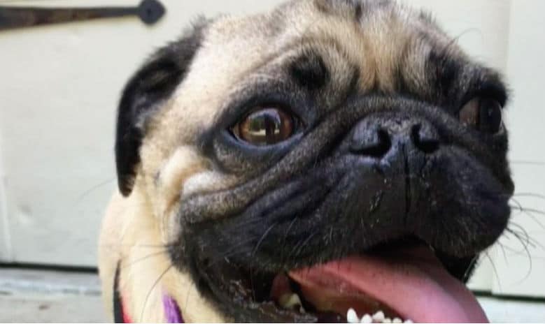 The first US Dog, a pug with its tongue out, is standing in front of a door.