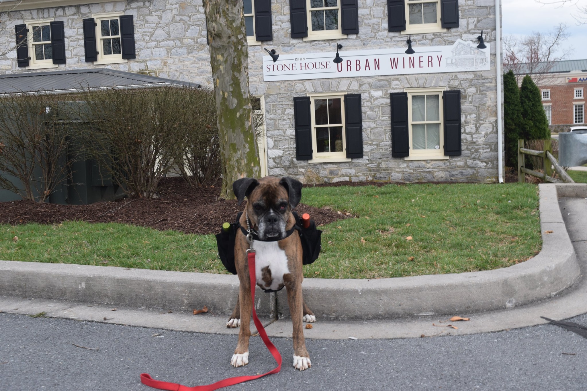 Soda Pup Dog Delivering Wine During Coronavirus