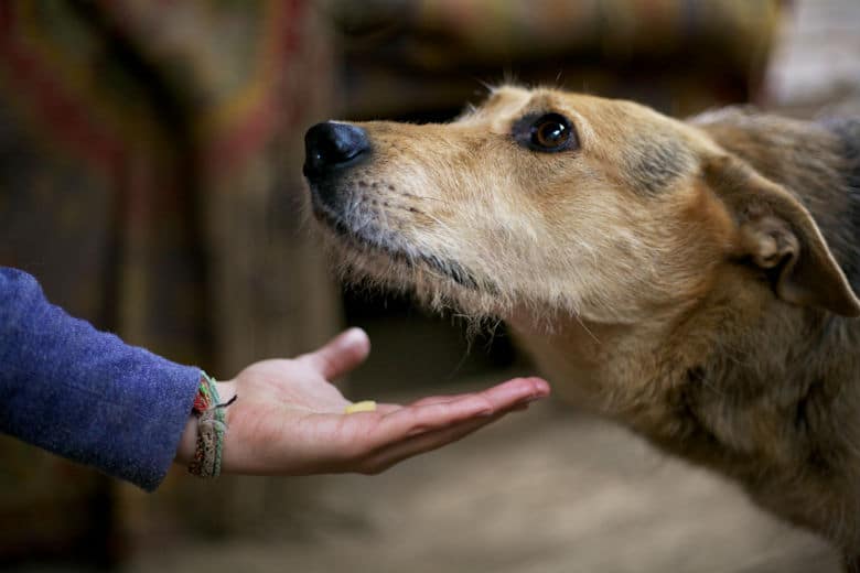 China Continues to Signal Its Attitude Towards Consuming Dog Meat Is Changing