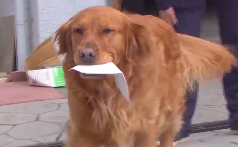 dog deliveries groceries