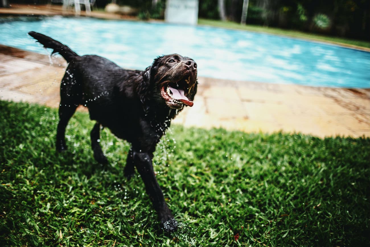 The Labrador Is the Most Popular Dog Breed in America … Again