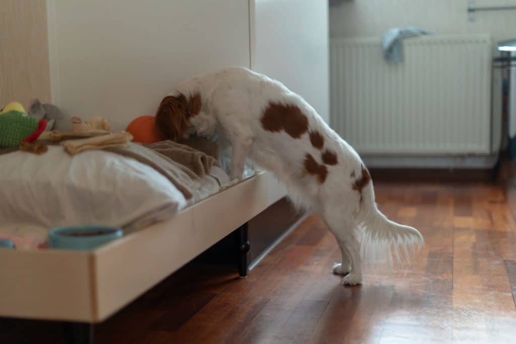 diy dog treat puzzle