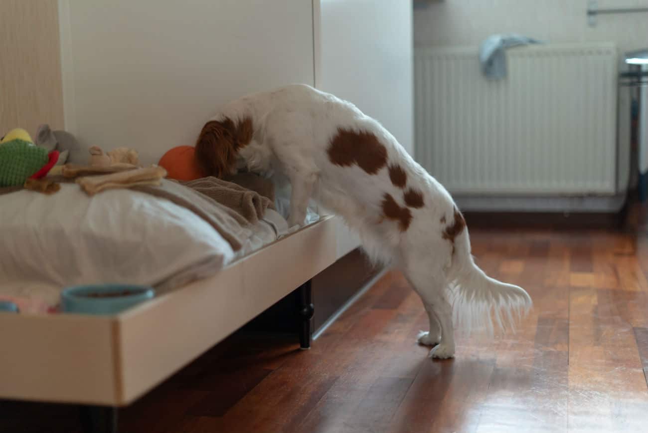 DIY Dog Puzzles: 5 to Try at Home - Great Pet Living