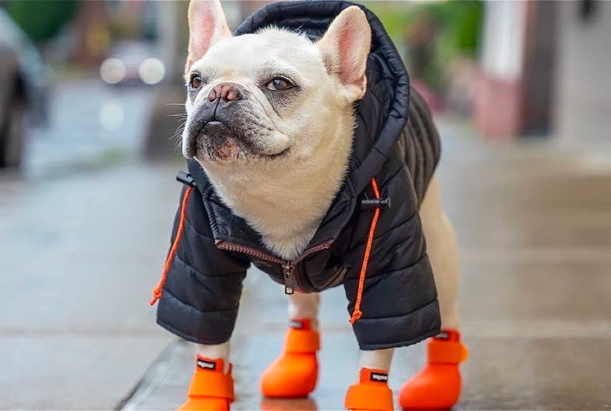 Step Up Your Spring Dog Walk With These 6 Must-Haves