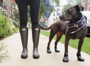 wagwear dog boots