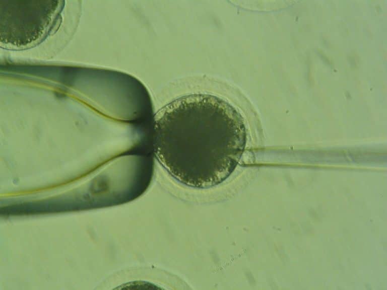 Inside the Controversial Yet Growing World of Dog Cloning This Dogs Life