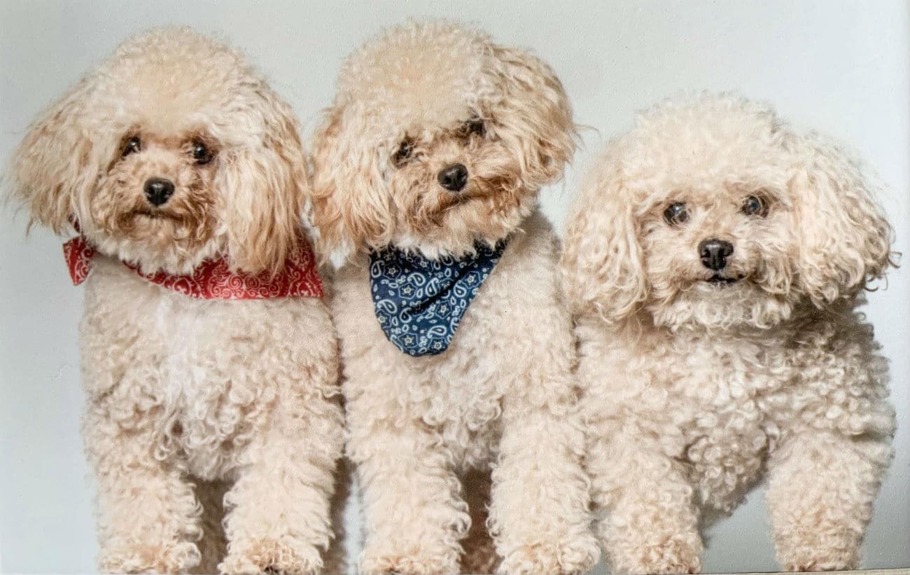 Three white cloned poodles standing next to each other.