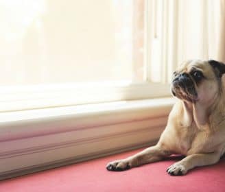 separation anxiety in dogs after coronavirus covid-19