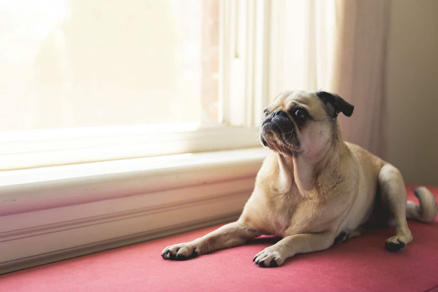 How to Prepare Your Dog Now to Prevent Separation Anxiety After Lockdown Ends