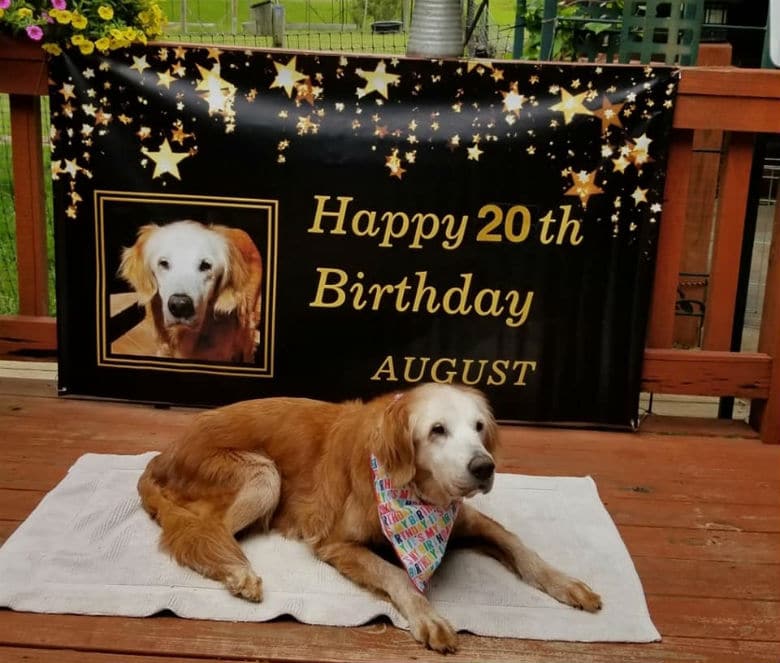 A 20-Year-Old Golden Retriever is laying on a deck with a birthday banner, celebrating its birthday.