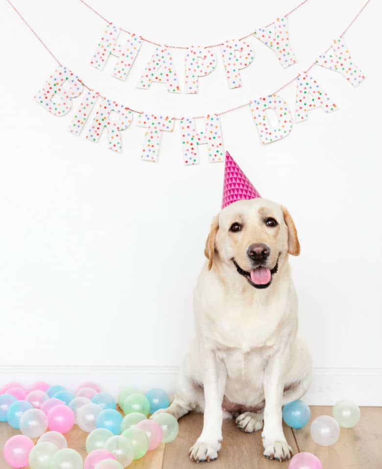 dog birthday party