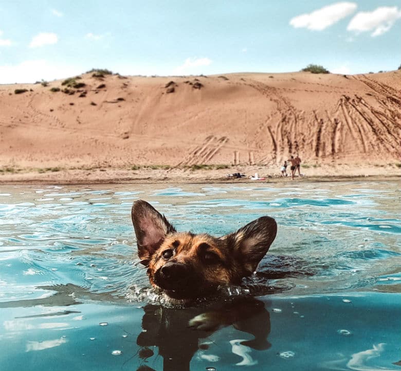 How to Teach Your Dog to Swim