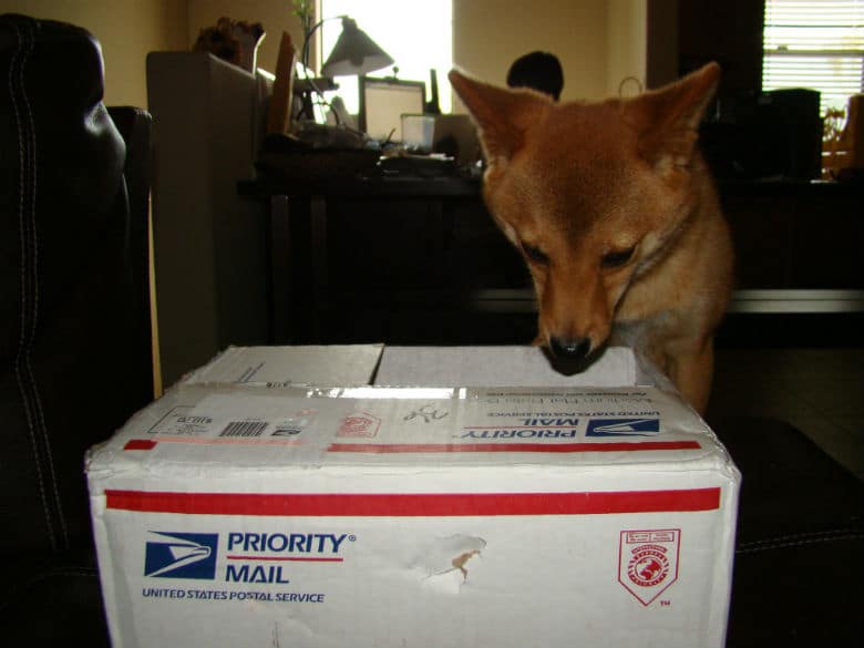 dog and mail carrier and usps