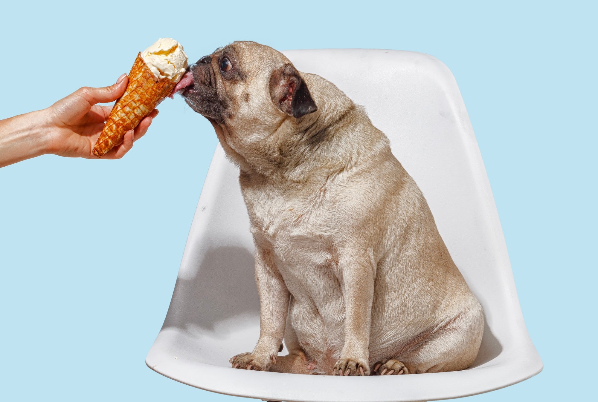 A pug eating a dog-friendly ice cream cone.