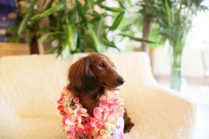 A dachshund wearing a Hawaiian lei at the best dog birthday.