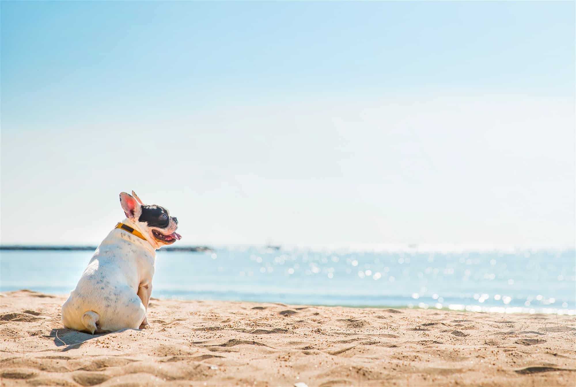 A French bulldog with dog sunscreen applied is sitting on the sand at the beach.