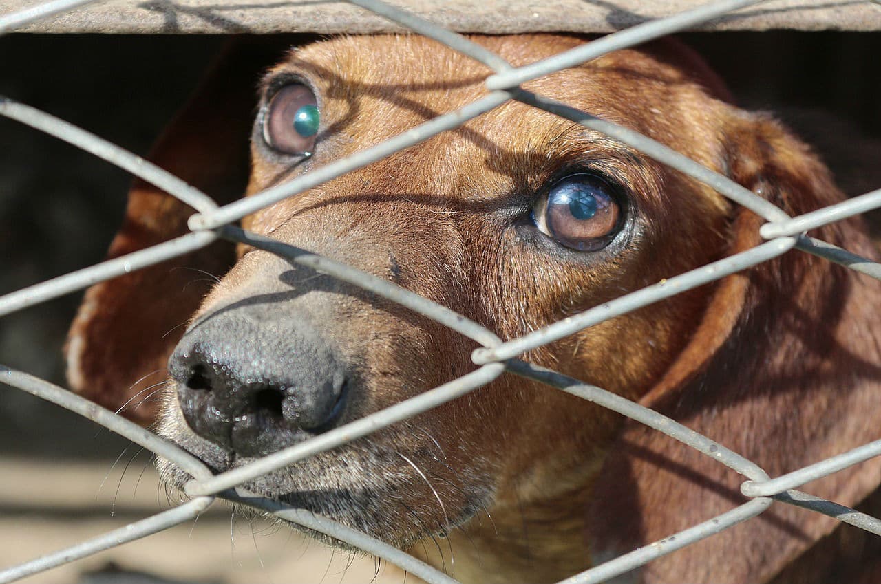 Coronavirus Slows Down Yulin Dog Meat Festival, Activists Hope Last Year for It