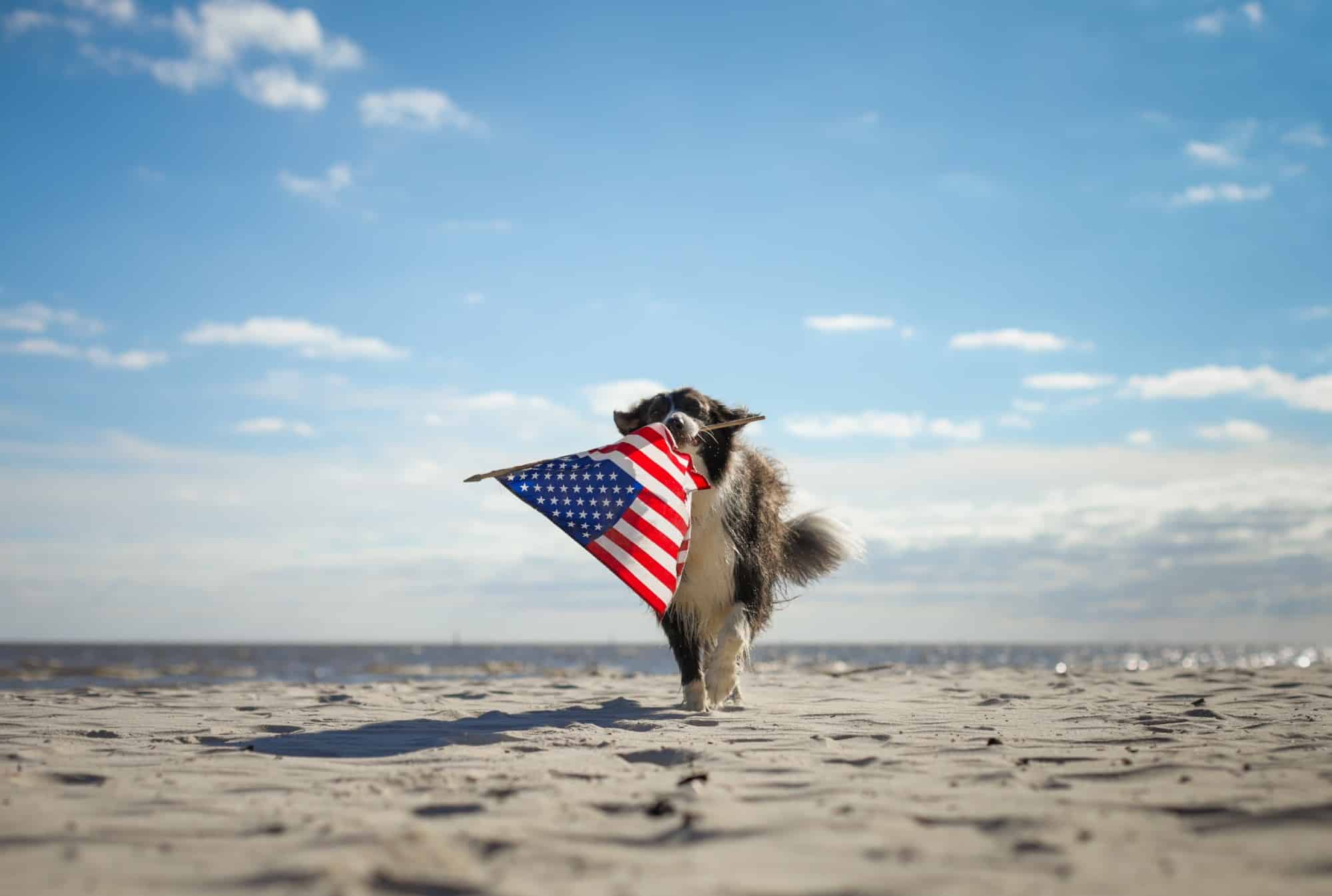 A dog walking on the beach, proudly holding an American flag, celebrates July 4th.