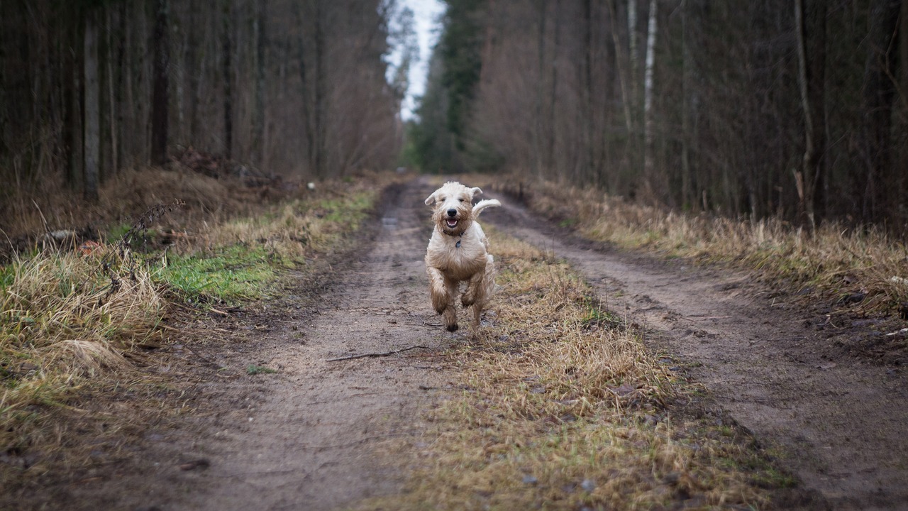 A dog taking shortcuts down a dirt road in the woods.