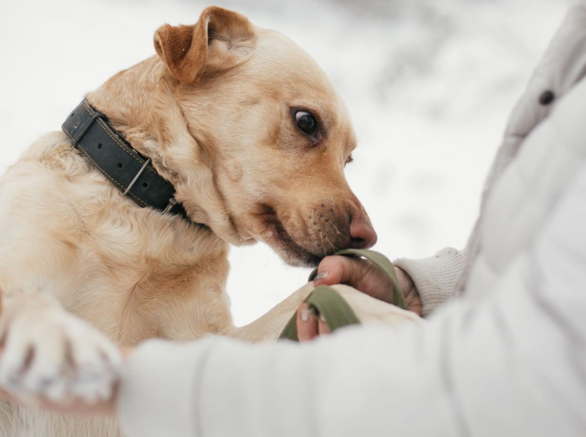 A dog trained in Coronavirus detection is being petted by a person in the snow.