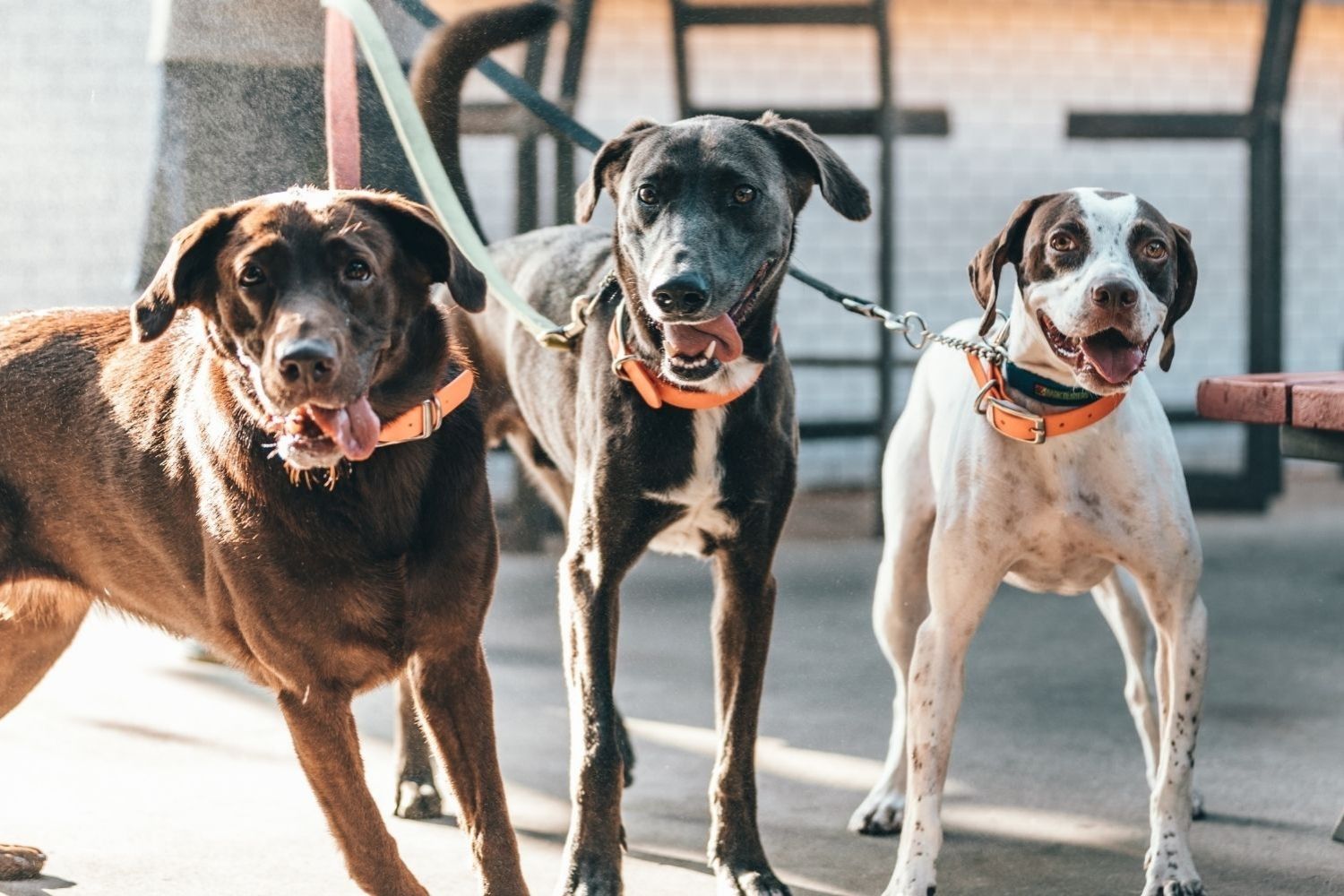 Three dogs, cared for by a dog walker, standing next to each other on a bench.