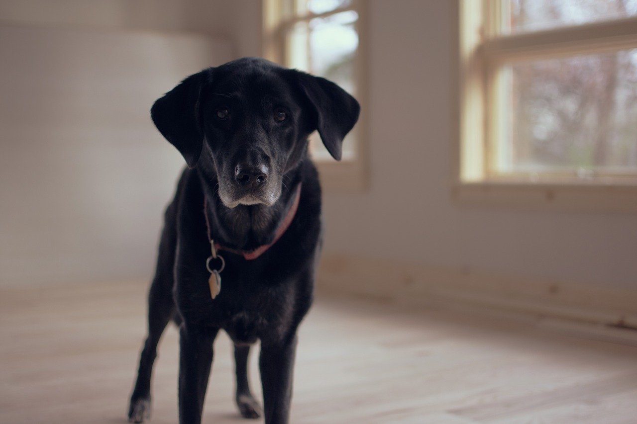 Black Senior Dog