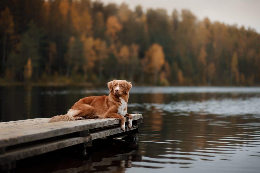 Dog Nova Scotia duck tolling Retriever on a wooden pier