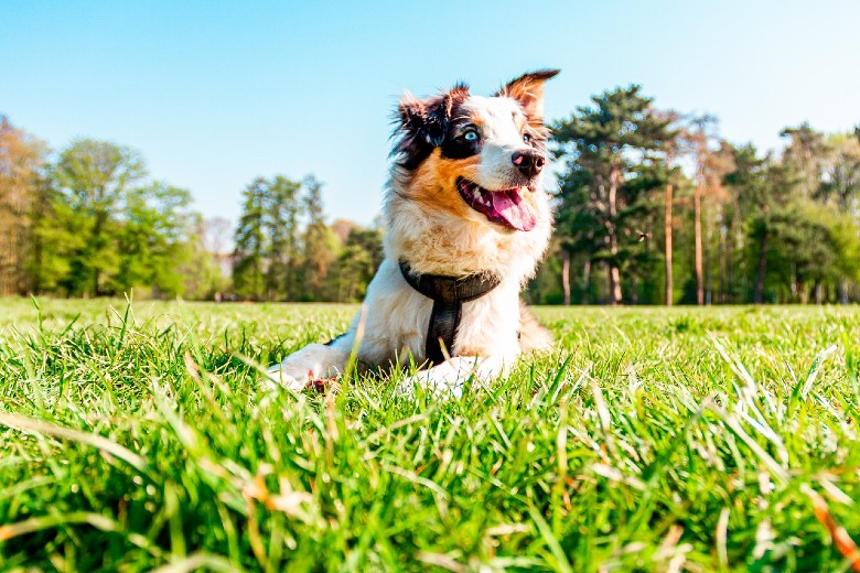 Australian shepherd and dogs for outdoor adventures