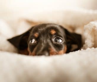 can dogs be introverts shy dog