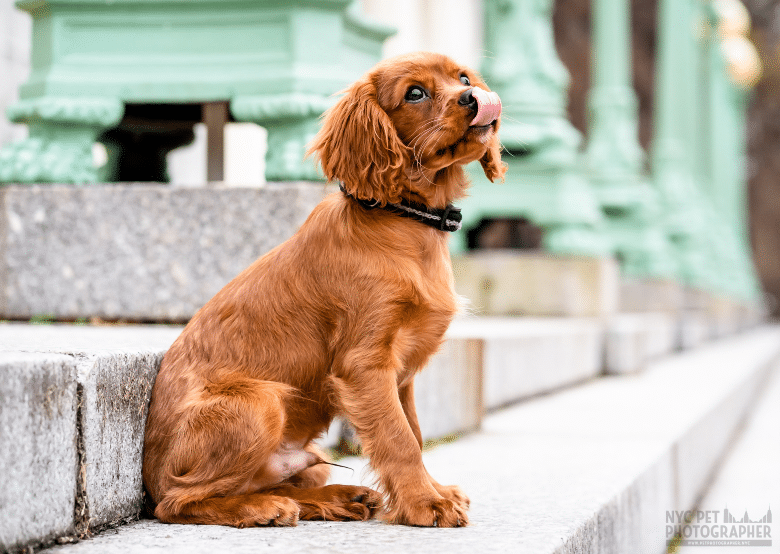 Dog Photoshoot Tips